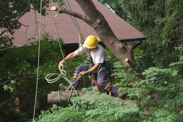 Best Lawn Maintenance Plans  in Taunton, MA