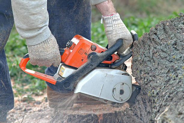 Best Weed Control  in Taunton, MA