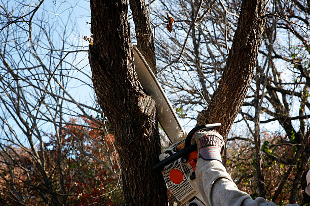 Best Pest Control for Lawns  in Taunton, MA